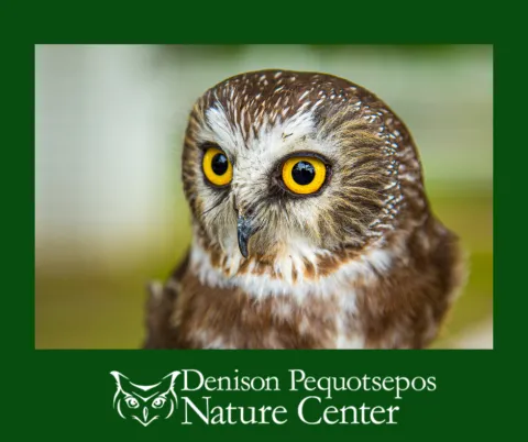  An owl is the logo of the Denison Pequotsepos Nature Center in Mystic, CT 